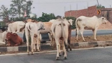 Photo of सड़कों पर घूमते गौवंशों ने किसानों और वाहन चालकों की नाक में किया दम