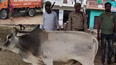 Photo of एसडीएम के निर्देश पर”काऊ क्रेचर” से पकड़े गए आवारा गौवंश